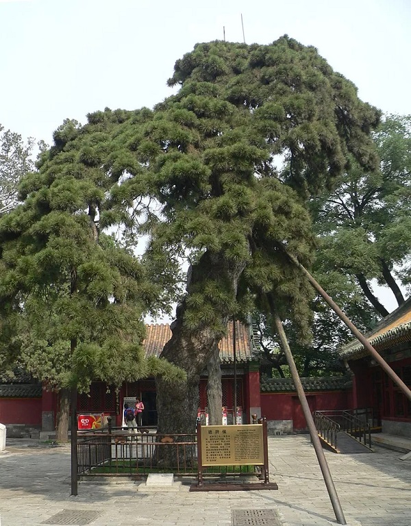 北海公園的一株油松